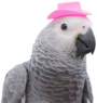 Birb Wif Hat